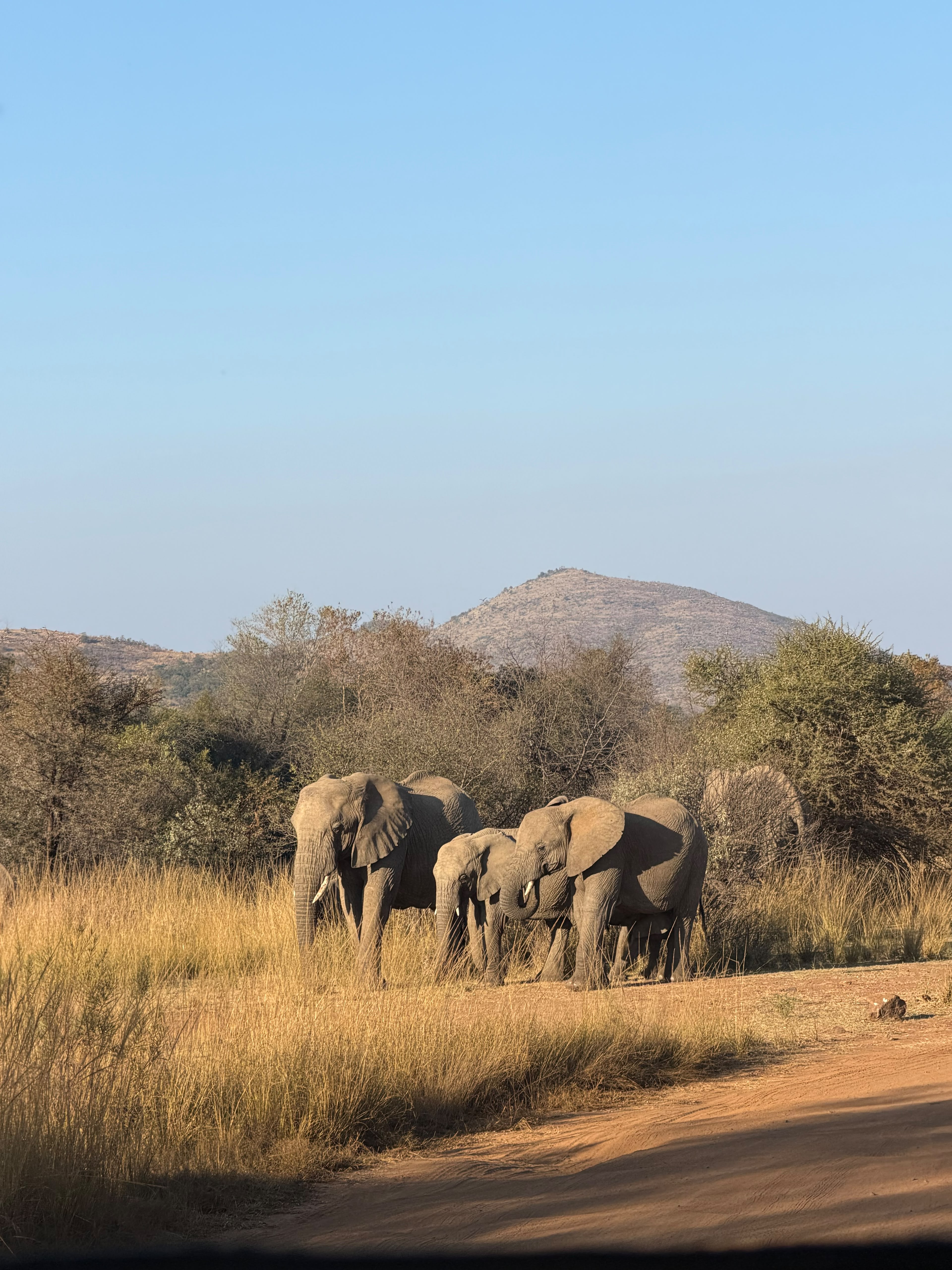 Herd of African elephants